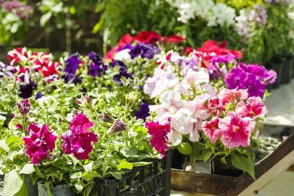 sera içinde farklı çiçekler