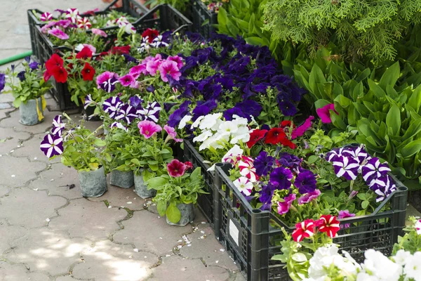 五颜六色的花园花卉在温室包装盒出售 — 图库照片