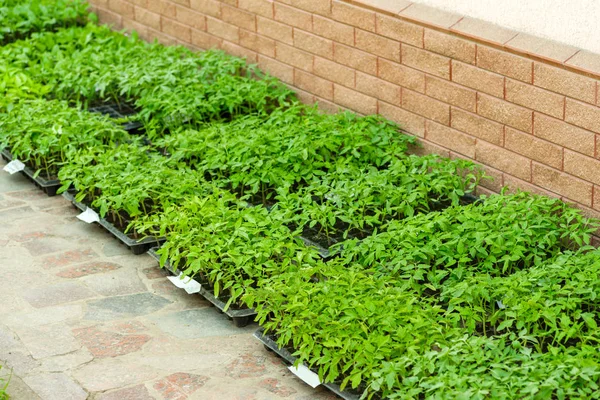 bir sürü yeşillik içinde fidan