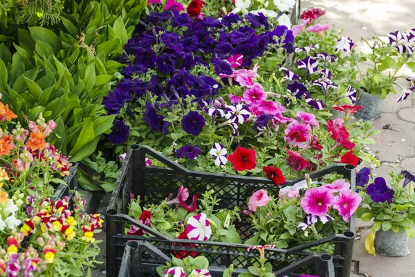 温室で別の花 — ストック写真