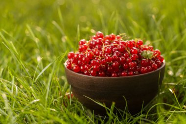 Kırmızı frenk üzümü tabakta