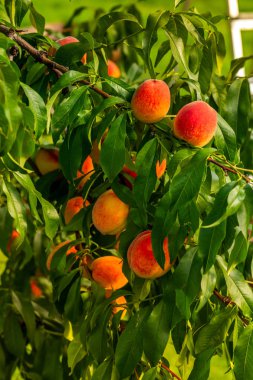 dallar üzerinde olgun şeftali