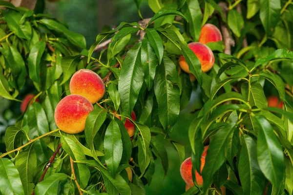 Ripe peaches on the branches — Stock Photo, Image