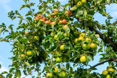 bir ağacın dalları karşı üzerinde olgun elma