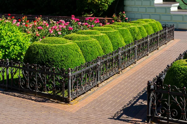 Metal fence and a stone path and geometrically trimmed round bushes in landscape design — Stock Photo, Image