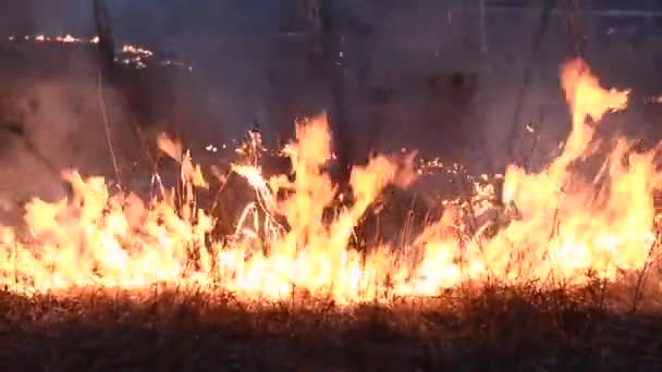 feu dans les bois le soir 