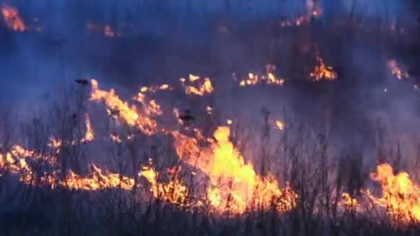 Вогонь у лісі, палаюча трава з'їдається полум'ям — стокове відео