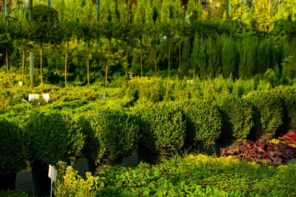 çalılar ve ağaçlar bir sera içinde