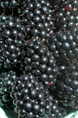 olgun böğürtlen çilek