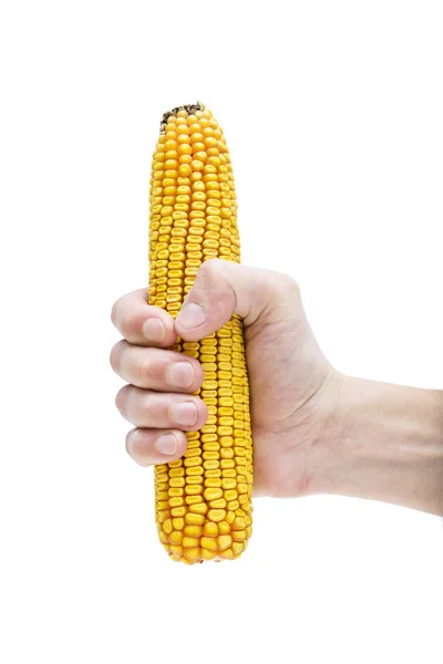 Rijpe maïs in een mannenhand — Stockfoto