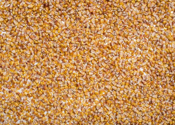 Cercanía de grano de maíz —  Fotos de Stock