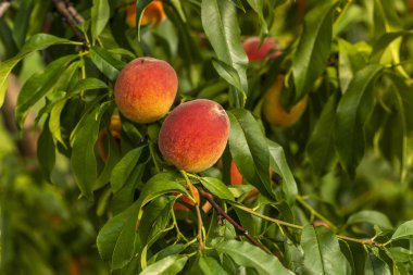 dallar üzerinde olgun şeftali