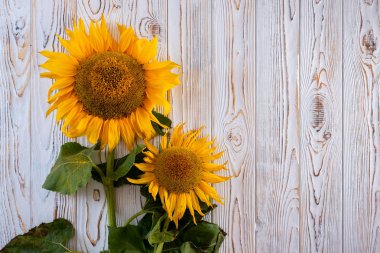 masada iki ayçiçeği