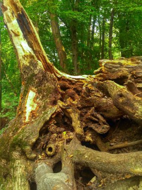 eski Ağaç kökleri