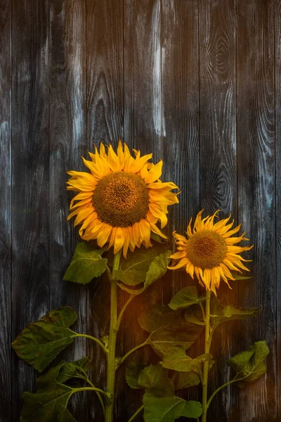 Zwei helle Sonnenblumen vor dunklem Hintergrund — Stockfoto