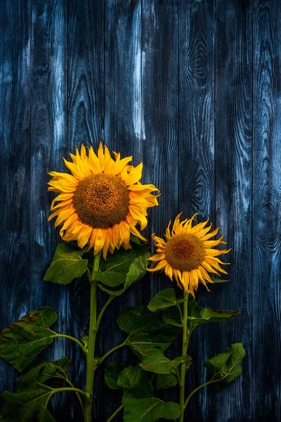 Wo girasoles brillantes sobre un fondo oscuro —  Fotos de Stock