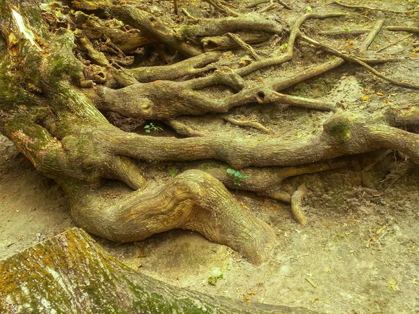 Yaşlı Bir Ağaç Büyük Çıplak Kökleri — Stok fotoğraf