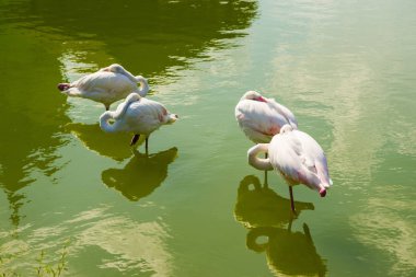 Flamingo kuşları hayvanat bahçesinde suda