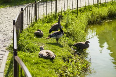 Kuşlar Street hayvanat bahçesinde kaz