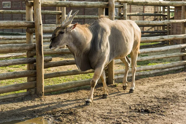 Eland antilop on iki ay Hayvanat Bahçesi Demidiv, Kiev region