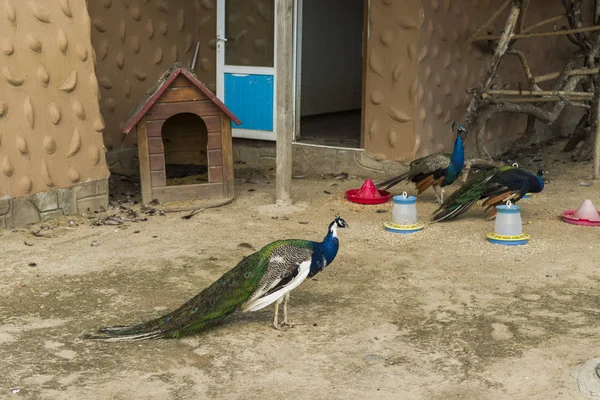tükenmez kalemle hayvanat bahçesinde kuşlar tavus kuşu
