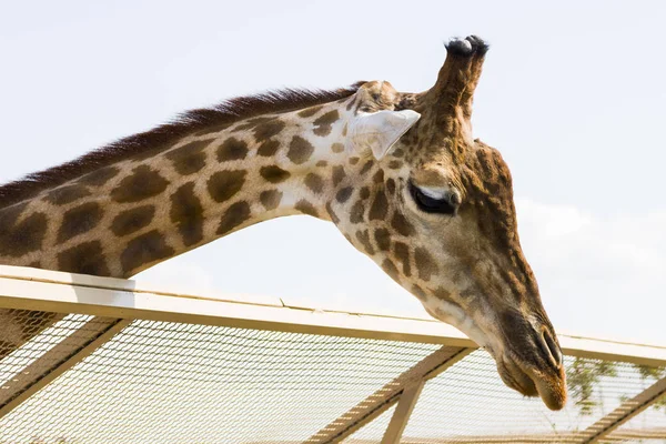 Крупным планом головы африканского жирафа в зоопарке — стоковое фото