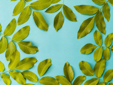 Kağıt üzerinde ceviz yaprakları