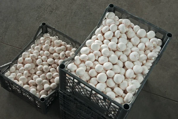 mantar kutularındaki