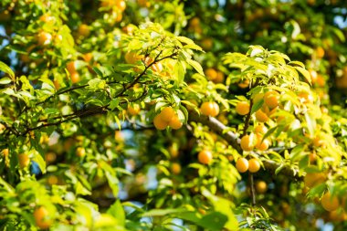 kiraz eriği ağacı üzerinde