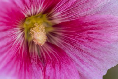 pestle flower bell closeup