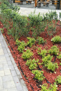 Ağaç kabuğu toz peyzaj tasarım