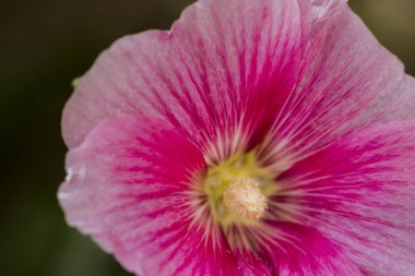 Ebegümeci çiçek yakın çekim