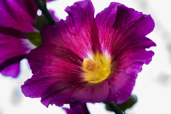 Квіти мальви крупним планом — стокове фото