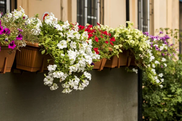 Flowers in pots decorate the wall — Stock Photo, Image