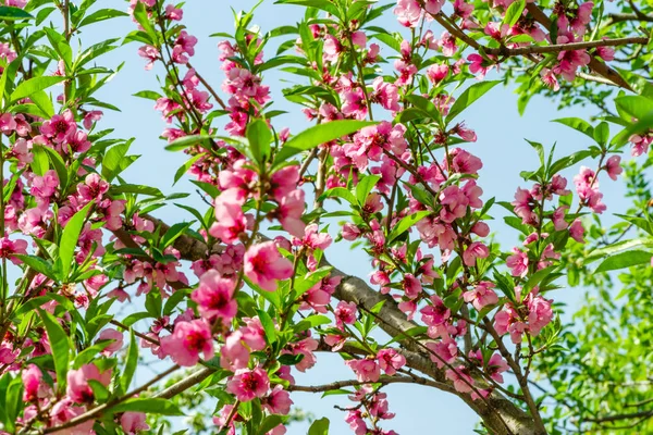 Japanese flowers of apple on the branches in spring