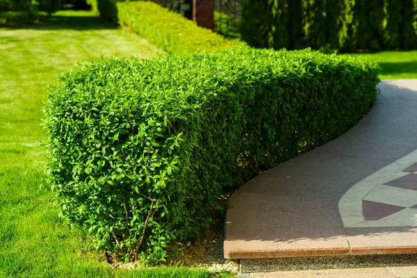 Arazi tasarımındaki çalılar