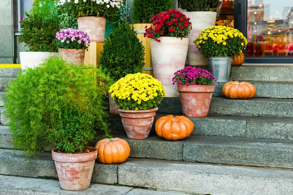 公共空間の装飾用植木鉢に花 ストック写真