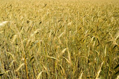 Mavi gökyüzüne karşı çavdar kulakları