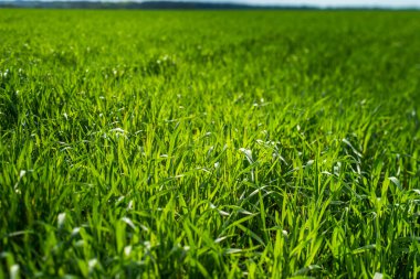 Güneşteki genç buğday tarlası