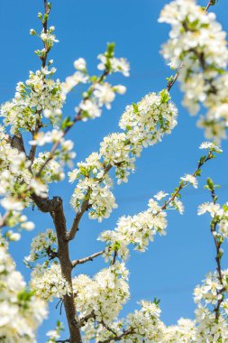 Çiçek açan elma dalları