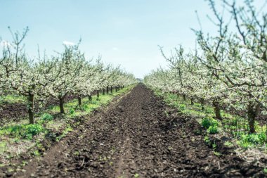 Bahçede çiçek açan elma ağaçları