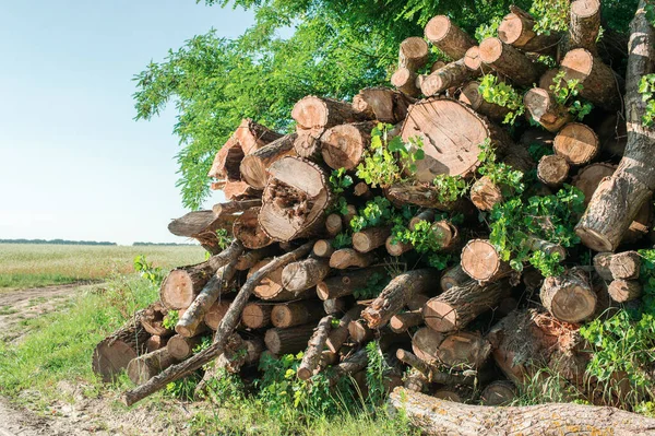 Madera Aserrada Aire Libre Con — Foto de Stock