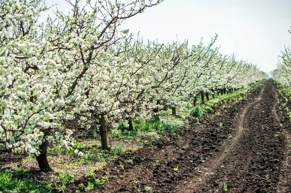 Floraison Dans Verger Pommes — Photo
