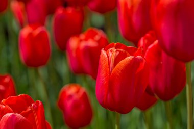 Kırmızı lale tomurcukları, yakın plan.