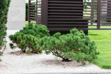 Bonsai bahçesindeki çalılar