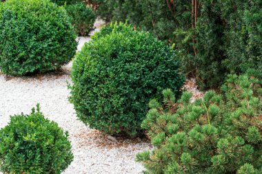 Çalılar ve küçük çakıl taşları