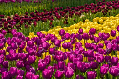 Çok renkli lalelerin çiçek tarhı