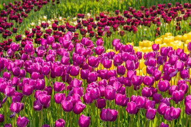  Çok renkli ve mor lalelerden oluşan çiçek tarhı