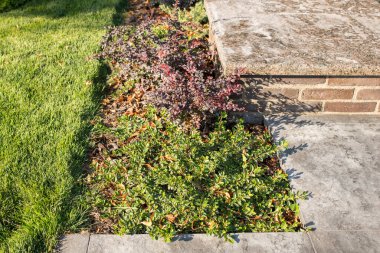 yeşil çalı peyzaj tasarımında