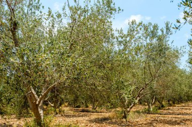 Ağaç dalında meyveli zeytin meyvesi